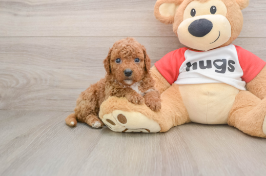 Happy Cavapoo Baby