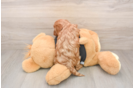Friendly Cavapoo Baby