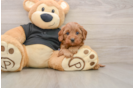 Cute Cavapoo Baby
