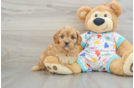 Best Cavapoo Baby