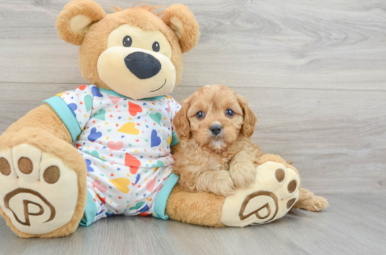 Petite Cavapoo Poodle Mix Pup