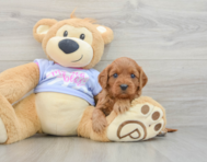 7 week old Cavapoo Puppy For Sale - Florida Fur Babies