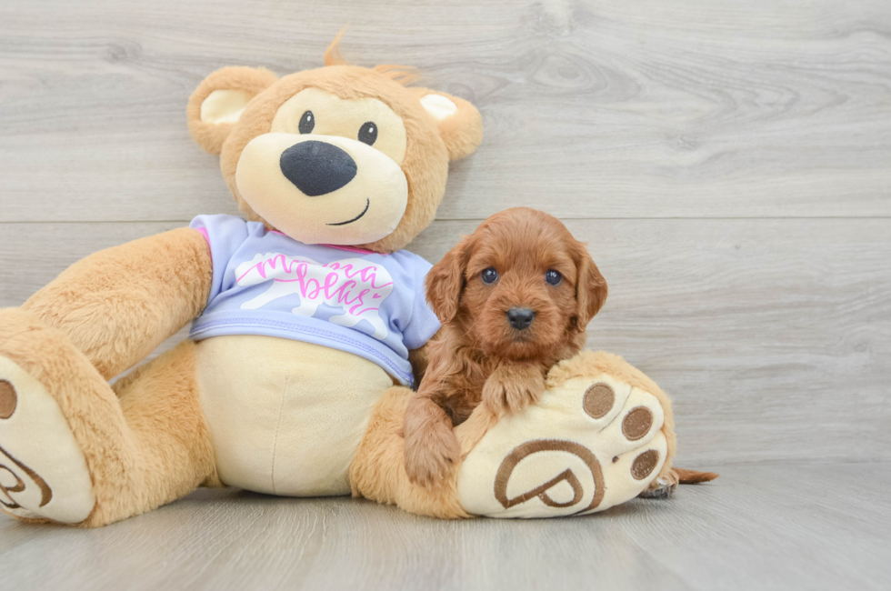 5 week old Cavapoo Puppy For Sale - Florida Fur Babies