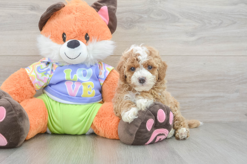 6 week old Cavapoo Puppy For Sale - Florida Fur Babies