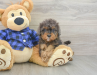 8 week old Cavapoo Puppy For Sale - Florida Fur Babies