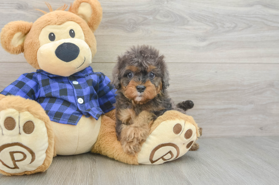 5 week old Cavapoo Puppy For Sale - Florida Fur Babies