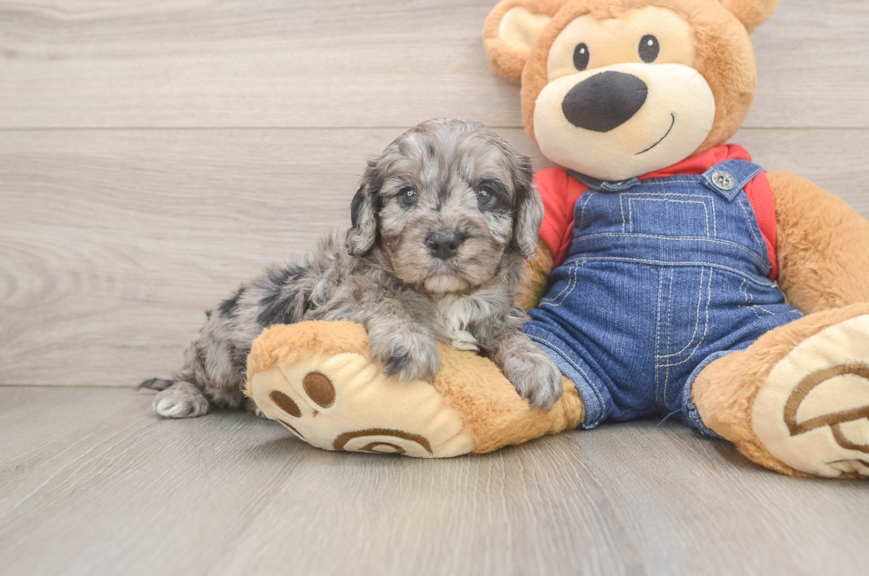 5 week old Cavapoo Puppy For Sale - Florida Fur Babies
