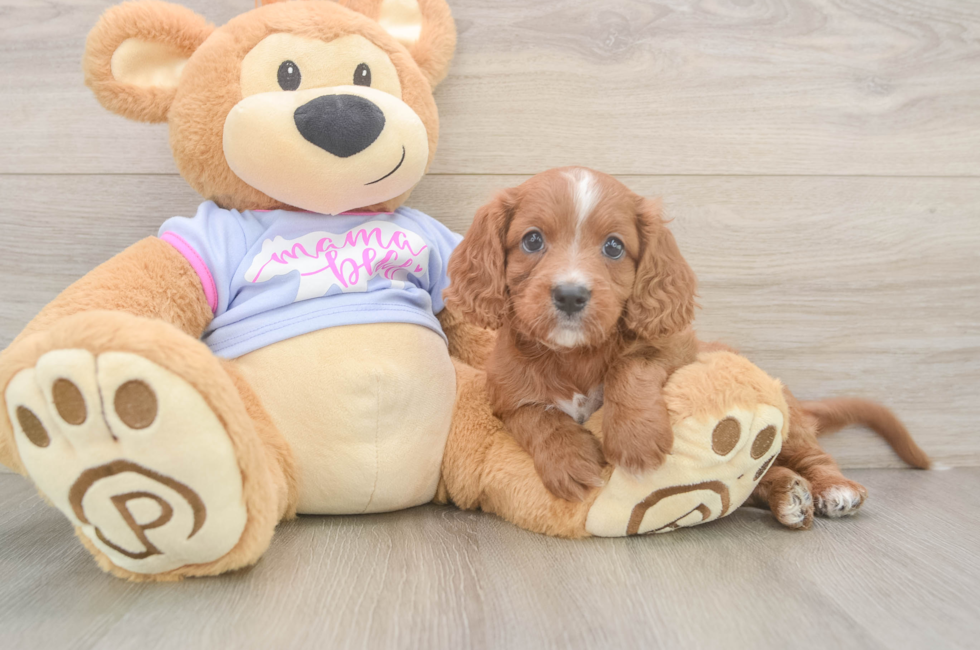 6 week old Cavapoo Puppy For Sale - Florida Fur Babies