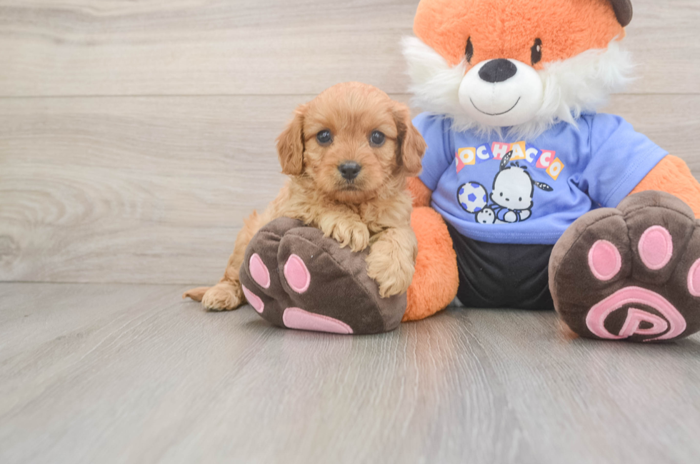 5 week old Cavapoo Puppy For Sale - Florida Fur Babies