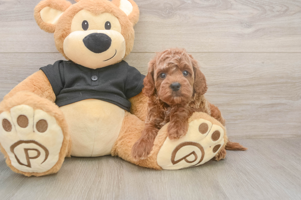 5 week old Cavapoo Puppy For Sale - Florida Fur Babies