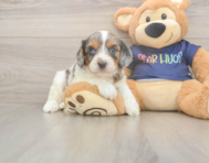 8 week old Cavapoo Puppy For Sale - Florida Fur Babies