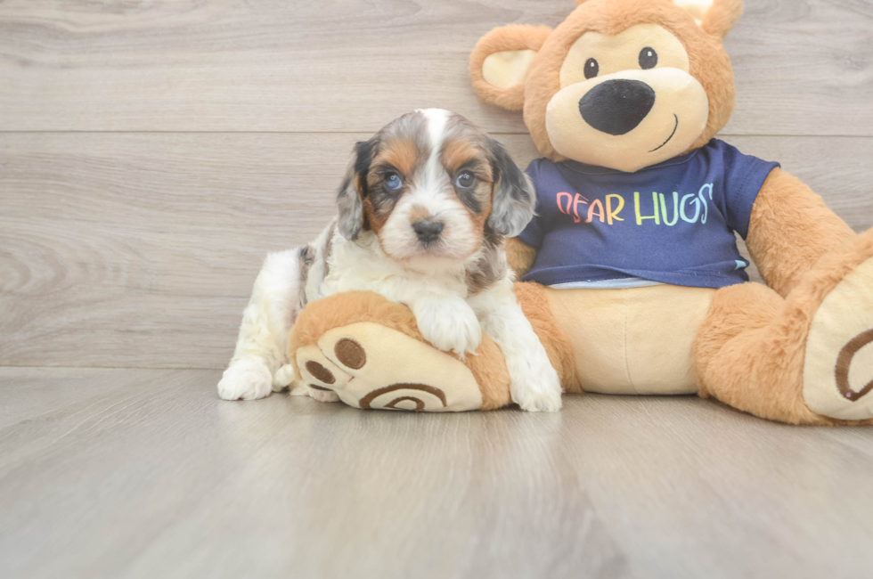 5 week old Cavapoo Puppy For Sale - Florida Fur Babies
