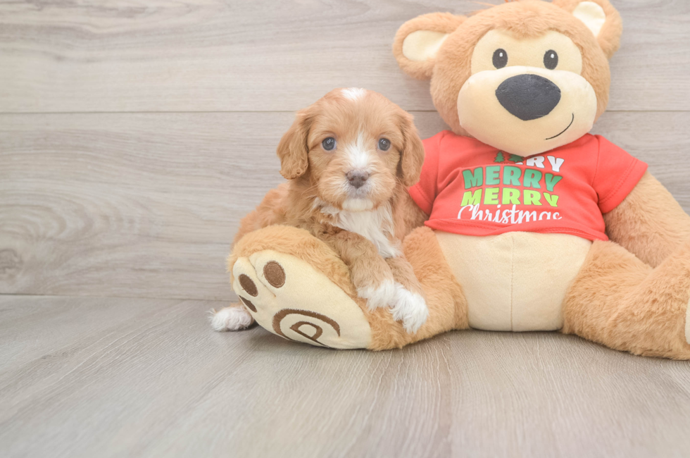 5 week old Cavapoo Puppy For Sale - Florida Fur Babies
