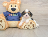 7 week old Cavapoo Puppy For Sale - Florida Fur Babies