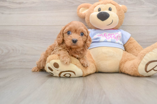 Adorable Cavalier King Charles Spaniel and Poodle Mix Poodle Mix Puppy