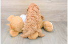 Best Cavapoo Baby