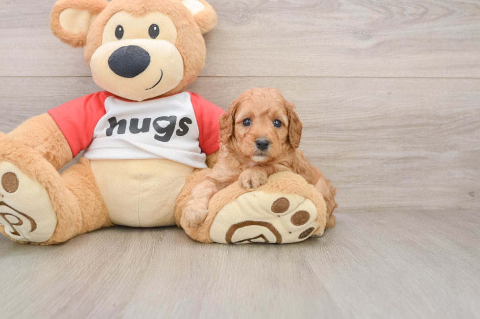 Best Cavapoo Baby