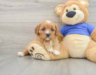 8 week old Cavapoo Puppy For Sale - Florida Fur Babies