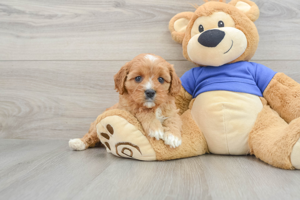 Sweet Cavapoo Baby