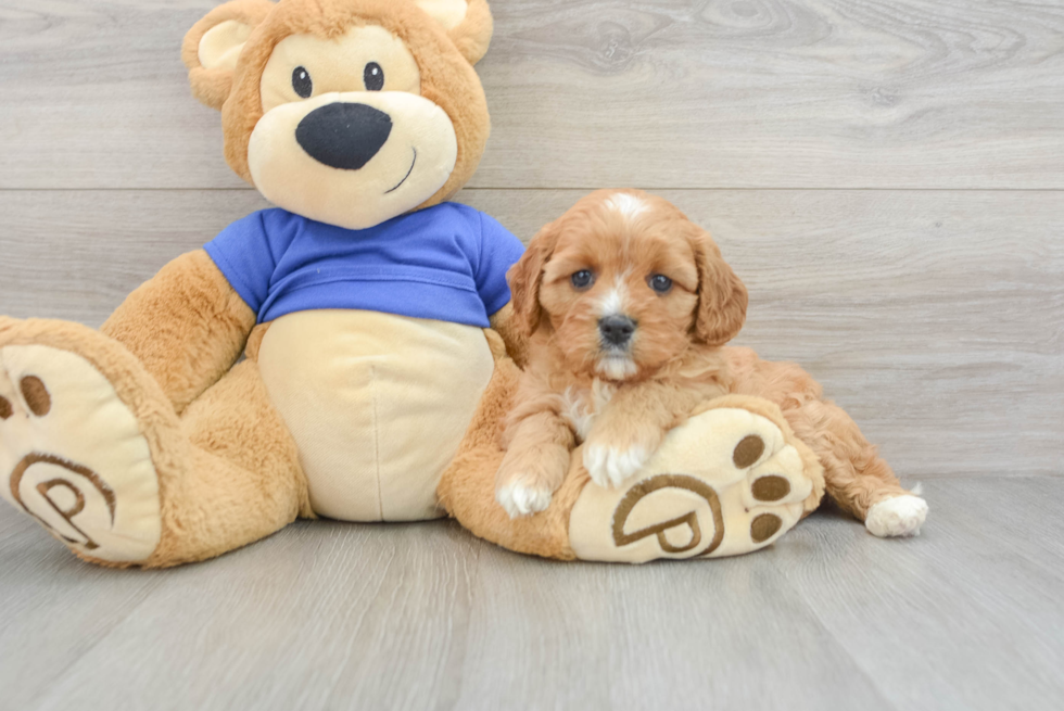 Best Cavapoo Baby