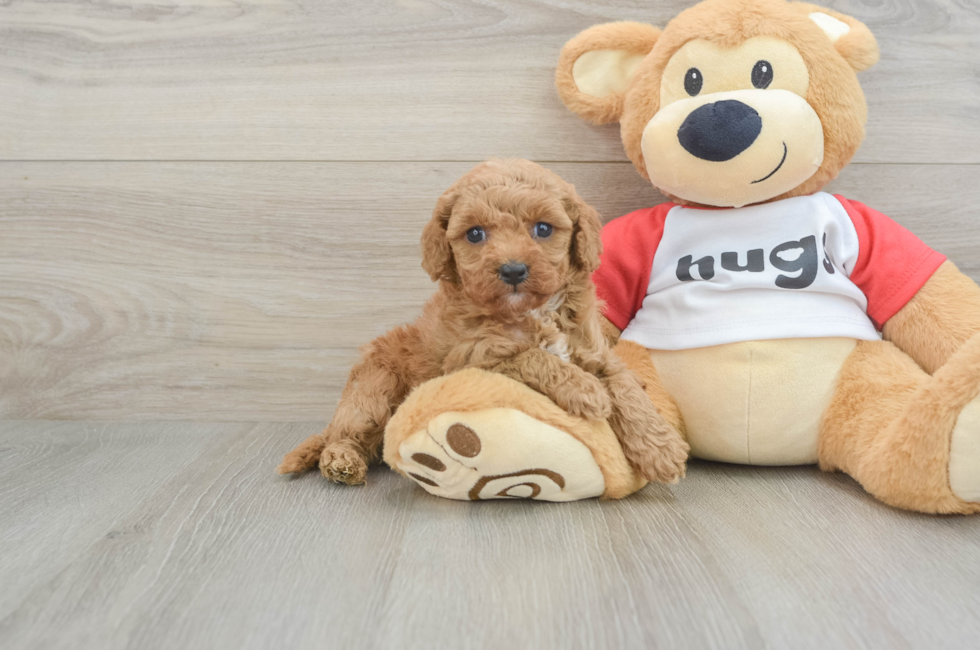 6 week old Cavapoo Puppy For Sale - Florida Fur Babies