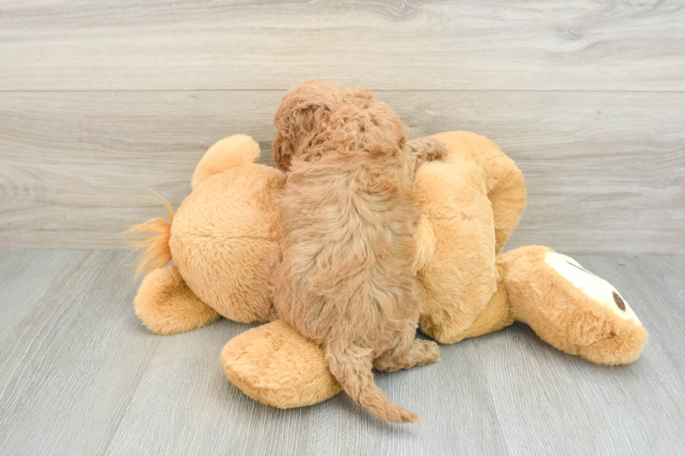 Little Cavipoo Poodle Mix Puppy