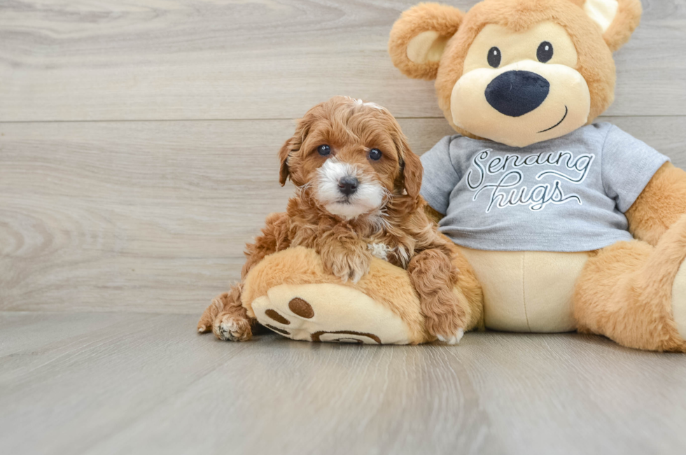 6 week old Cavapoo Puppy For Sale - Florida Fur Babies