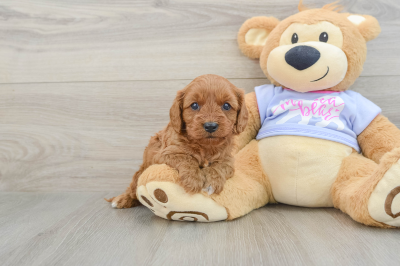 Meet Natalia - our Cavapoo Puppy Photo 1/3 - Florida Fur Babies