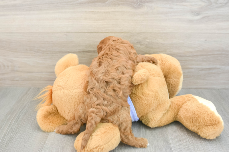 Meet Natalia - our Cavapoo Puppy Photo 2/3 - Florida Fur Babies