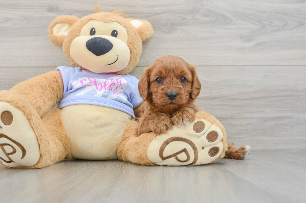 5 week old Cavapoo Puppy For Sale - Florida Fur Babies