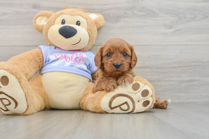 Meet Natalia - our Cavapoo Puppy Photo 3/3 - Florida Fur Babies