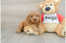 Hypoallergenic Cavadoodle Poodle Mix Puppy