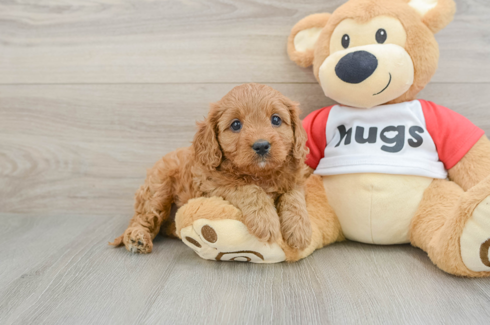7 week old Cavapoo Puppy For Sale - Florida Fur Babies