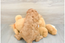 Best Cavapoo Baby