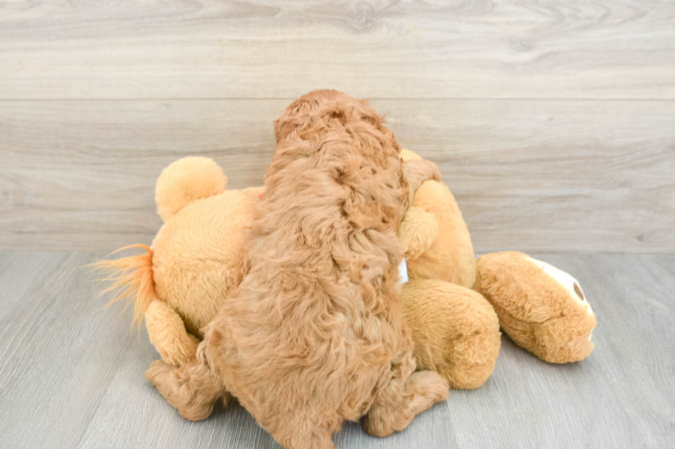 Best Cavapoo Baby
