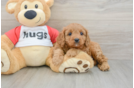 Playful Cavapoodle Poodle Mix Puppy