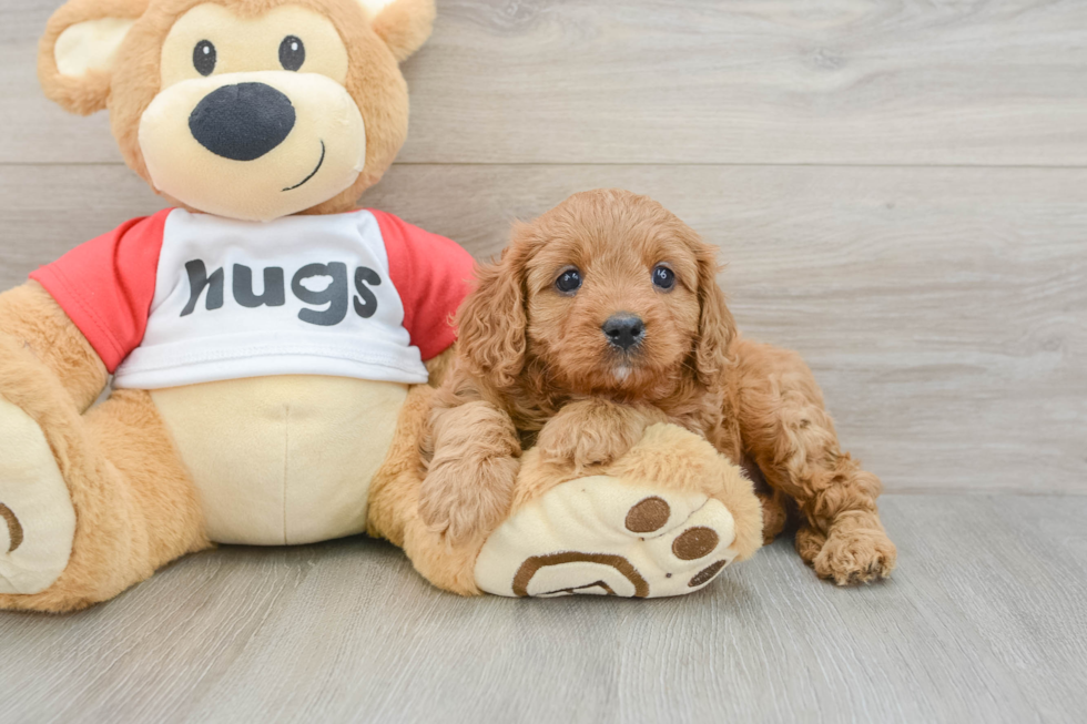 Playful Cavapoodle Poodle Mix Puppy