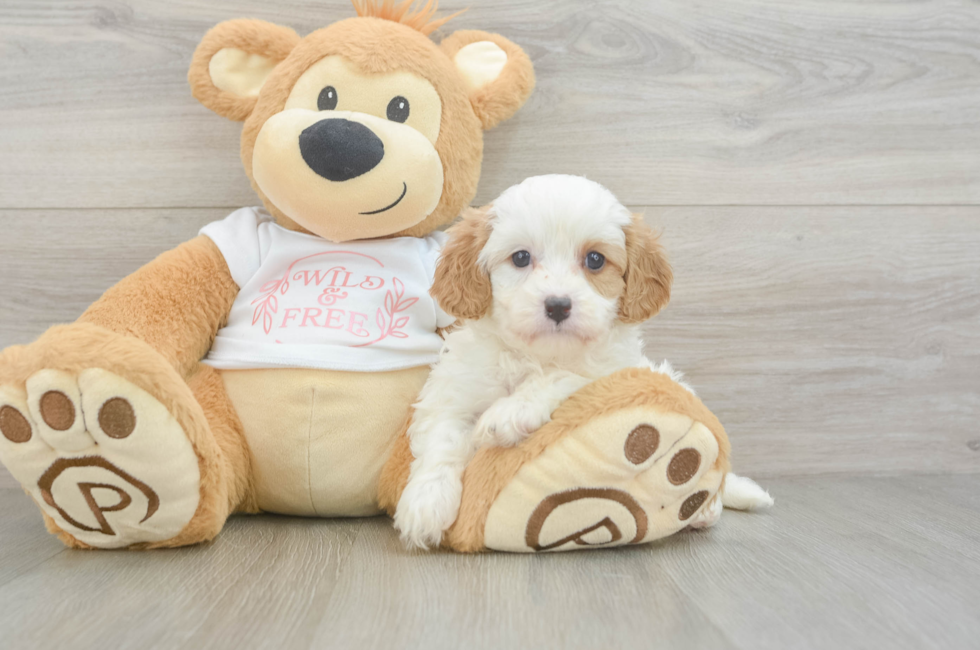 5 week old Cavapoo Puppy For Sale - Florida Fur Babies