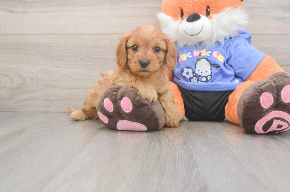 5 week old Cavapoo Puppy For Sale - Florida Fur Babies