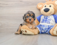 8 week old Cavapoo Puppy For Sale - Florida Fur Babies