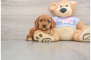 Happy Cavapoo Baby