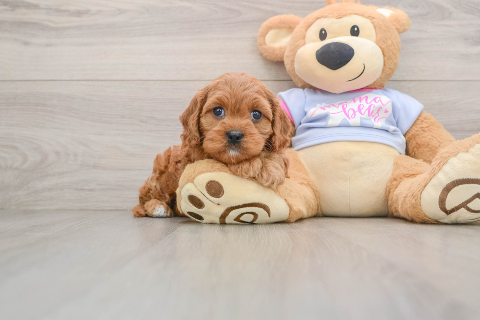 Happy Cavapoo Baby