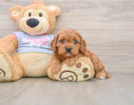 8 week old Cavapoo Puppy For Sale - Florida Fur Babies