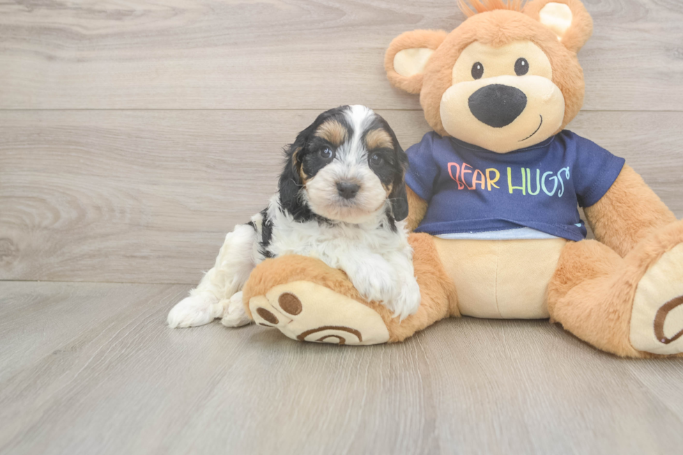 Cavapoo Puppy for Adoption