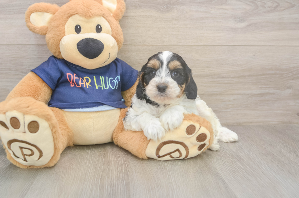 5 week old Cavapoo Puppy For Sale - Florida Fur Babies