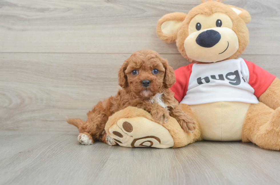 6 week old Cavapoo Puppy For Sale - Florida Fur Babies