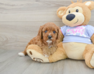 8 week old Cavapoo Puppy For Sale - Florida Fur Babies