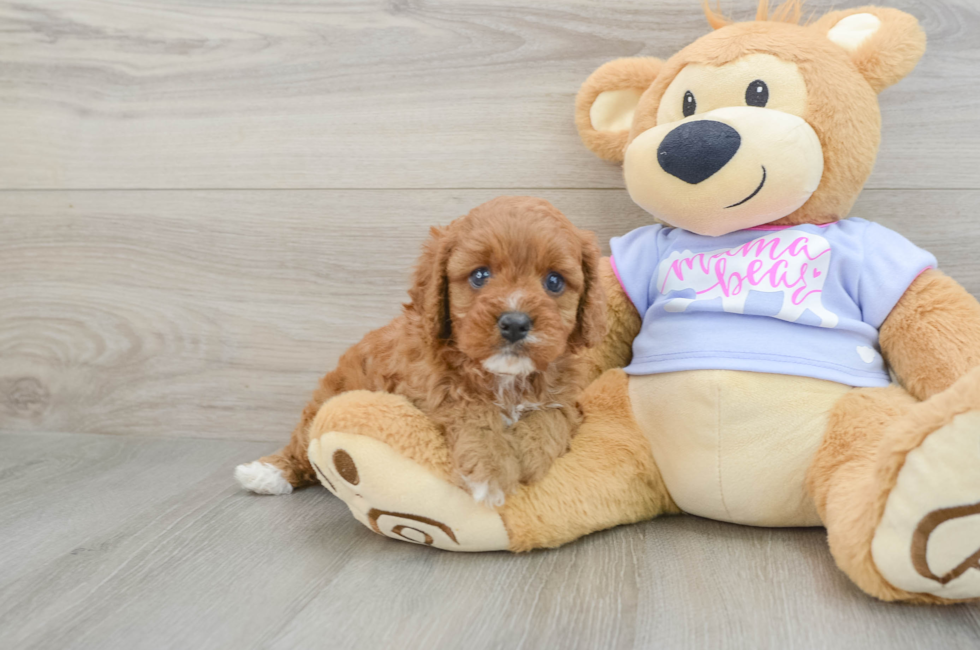 8 week old Cavapoo Puppy For Sale - Florida Fur Babies