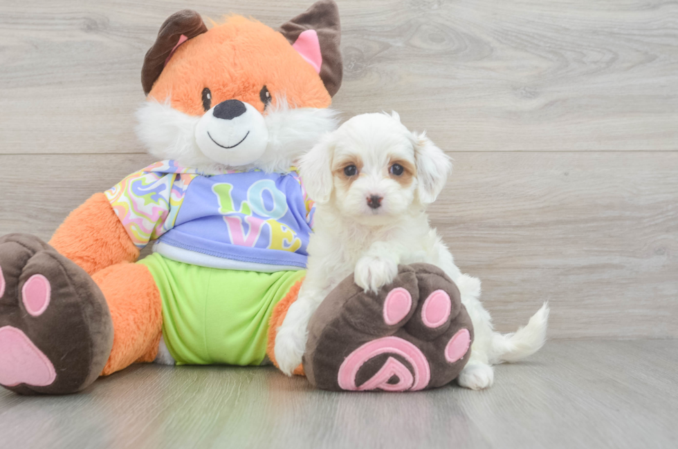 6 week old Cavapoo Puppy For Sale - Florida Fur Babies