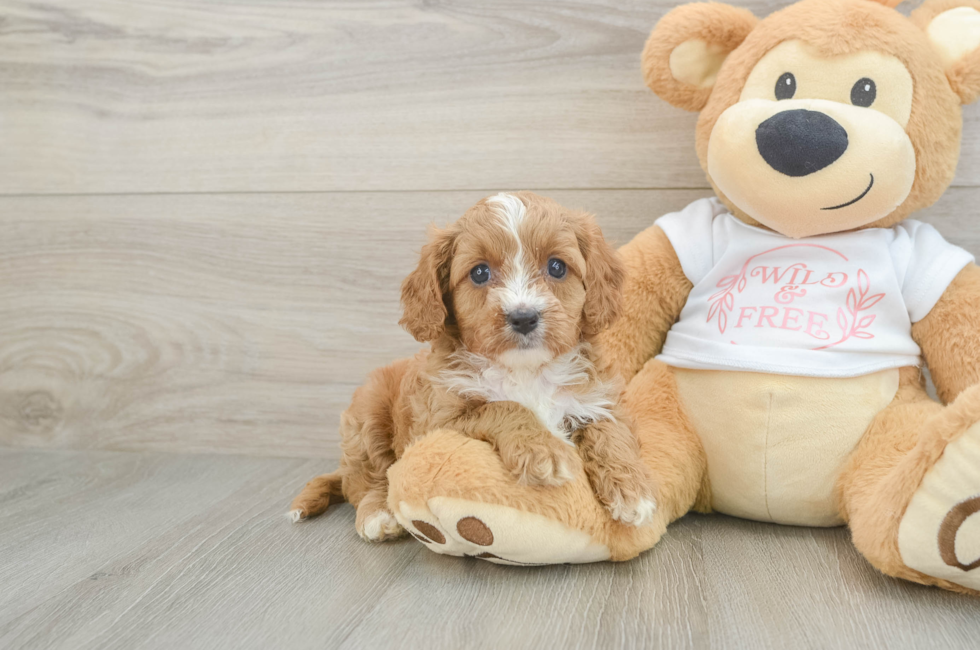 5 week old Cavapoo Puppy For Sale - Florida Fur Babies